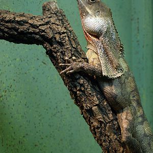 Frilled lizard