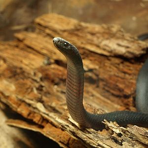 Red-bellied Black snake