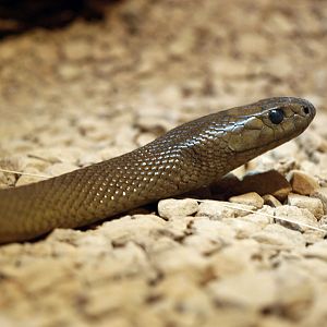 Inland taipan