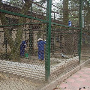Pheasant and Parrot Aviaries at Hanoi Zoo, 15/03/12