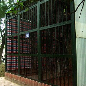 Loris Exhibit at Hanoi Zoo, 15/03/12