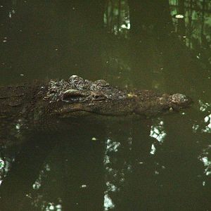Siamese Crocodile at Hanoi Zoo, 15/03/12