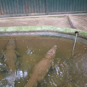 Siamese Crocodiles at Hanoi Zoo, 15/03/12