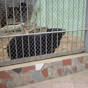 Asian Black Bear at Hanoi Zoo, 15/03/12