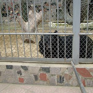 Asian Black Bear at Hanoi Zoo, 15/03/12