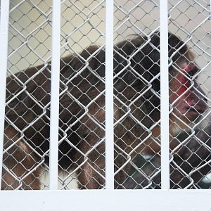 Stump-tailed Macaque at Hanoi Zoo, 15/03/12