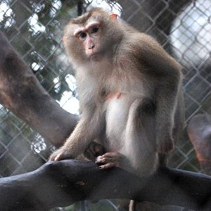 Northern Pig-tailed Macaque at Hanoi Zoo, 15/03/12