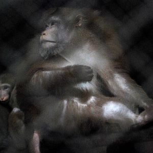 Assamese Macaques at Hanoi Zoo, 15/03/12