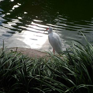 Ibis (that are all over the zoo)