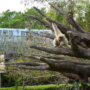 White Cheeked Gibbon