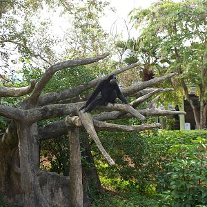 Siamang Exhibit