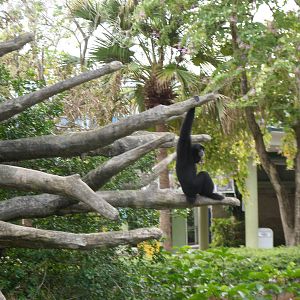 Siamang