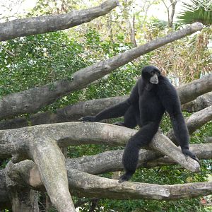 Siamang