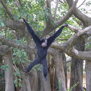 Siamang