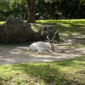 Addax