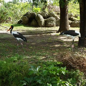 Sattle Billed Stork
