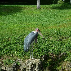 Marabou Stork