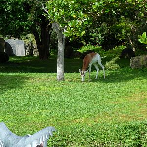Dama Gazelle and Marabou Stork