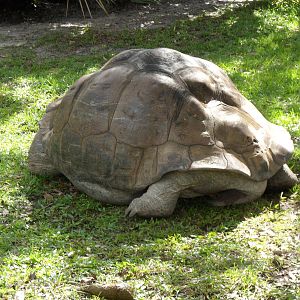 Galapagos Tortoise