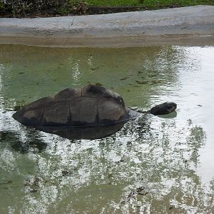 Galapagos Tortoise