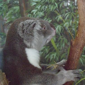 Koala