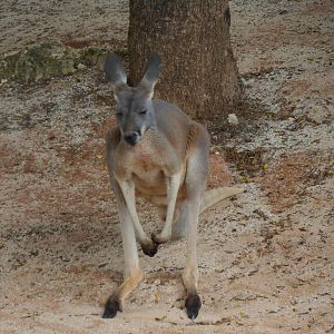 Grey Kangaroo