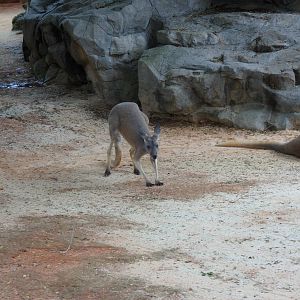 Grey Kangaroo
