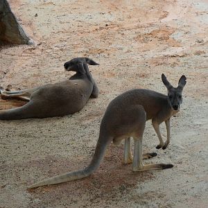 Red Kangaroo