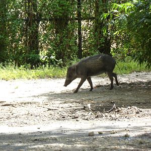 Visayan Warty Pig
