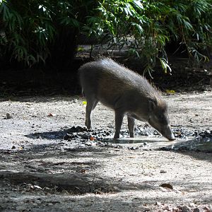 Visayan Warty Pig