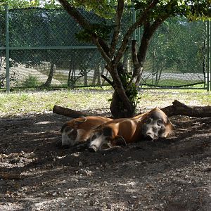 Red River Hog