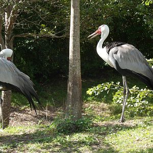 Wattled Crane