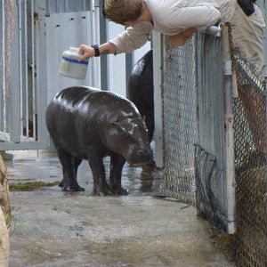 Pygmy Hippo