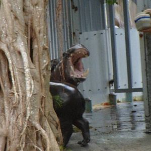 Pygmy Hippo