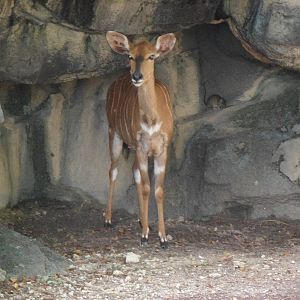 Nyala (and a gross rat in the background!)