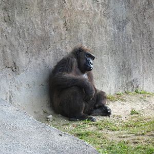Gorilla