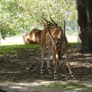 Giant Eland