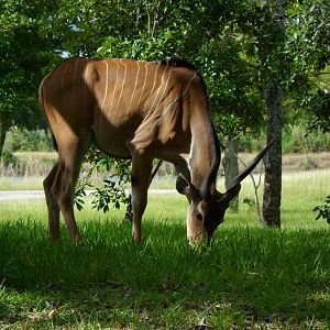 Giant Eland
