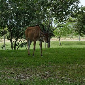 Giant Eland