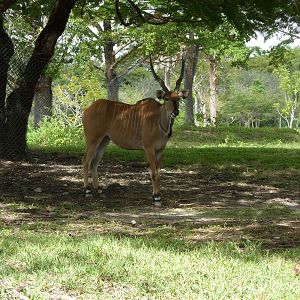 Giant Eland