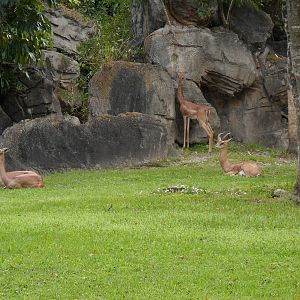 Gerenuk