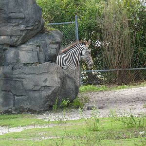 Grevy's Zebra