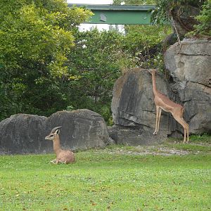 Gerenuk