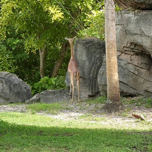 Gerenuk