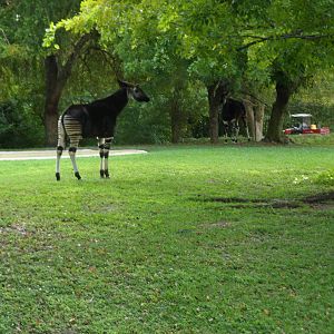 Okapi Exhibit