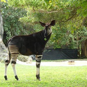 Okapi