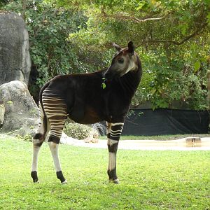 Okapi