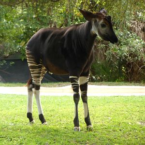 Okapi