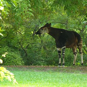 Okapi