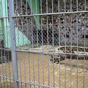 Tiger Exhibit at Hanoi Zoo, 15/03/12